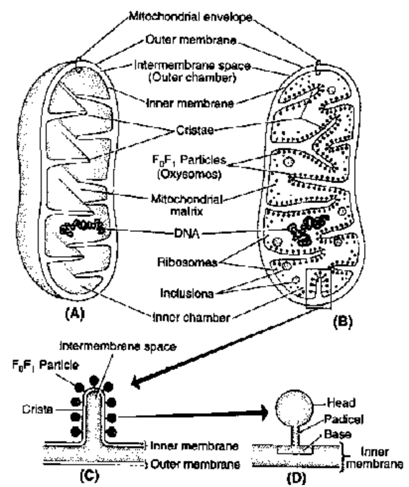 Mitochondria